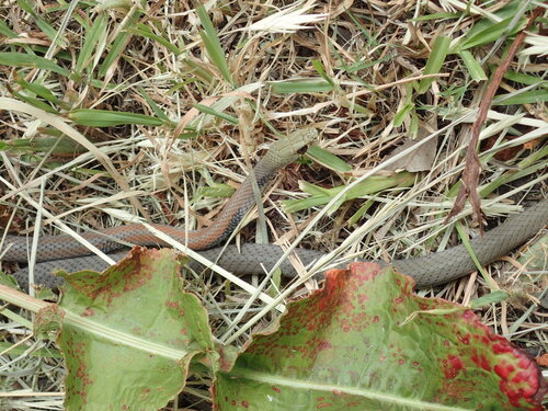 Yellow-faced Whipsnake sighting
