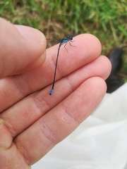 Acanthagrion