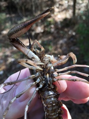Procambarus natchitochae