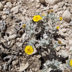 Thymophylla micropoides, photograph (c) Russell Pfau, some rights reserved (CC BY)