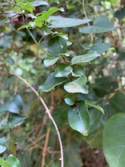Gymnosporia harveyana harveyana