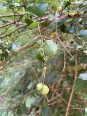 Gymnosporia harveyana harveyana