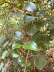 Gymnosporia harveyana harveyana