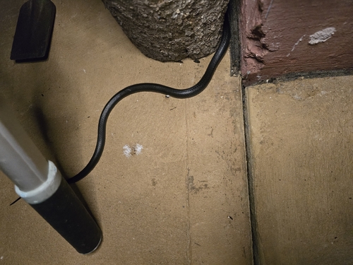 Eastern Small-eyed Snake sighting