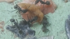 Iridomyrmex anceps