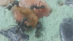 Iridomyrmex anceps