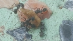 Iridomyrmex anceps