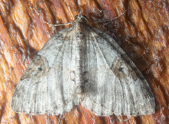 Plemyria georgii