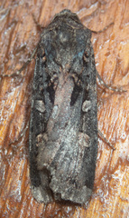 Actebia fennica