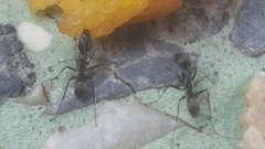 Iridomyrmex anceps