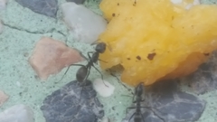 Iridomyrmex anceps