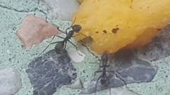 Iridomyrmex anceps