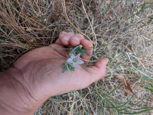 Desert Bindweed (Convolvulus clementii)