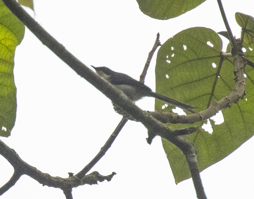 Black-headed Apalis (Apalis melanocephala), photo 4