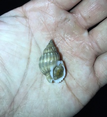 Nassarius nodiferus
