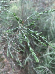 Passerina montana