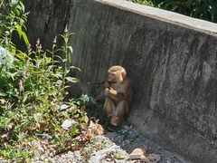 Macaca