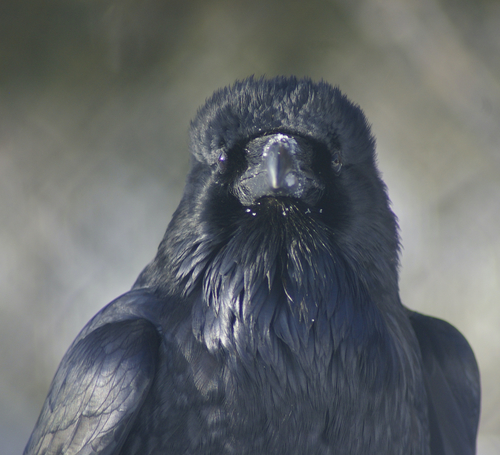 Common Raven photographed in Montana