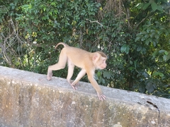 Macaca