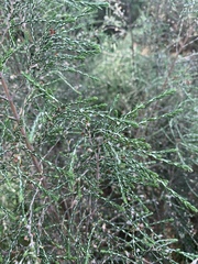 Passerina montana
