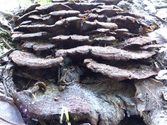 Hymenochaete microcycla