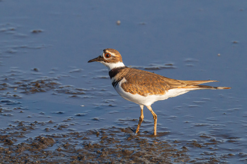 Killdeer photographed in Texas