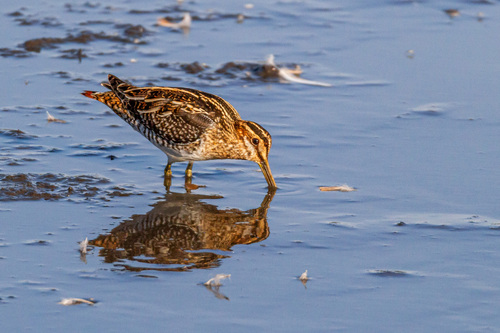 Agachadiza de Wilson (Gallinago delicata)