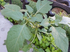Solanum nigrum