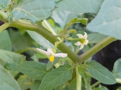 Solanum nigrum