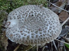 Amanita karea