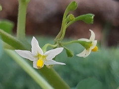 Solanum nigrum