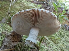 Amanita karea