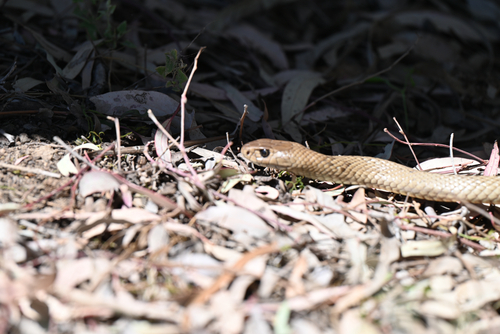 Eastern Brown Snake sighting