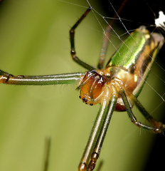 Leucauge levanderi