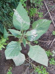 Solanum nigrum