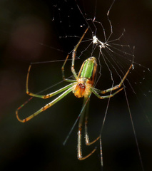 Leucauge levanderi
