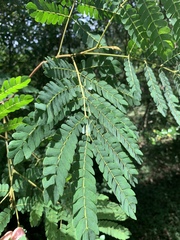 Albizia adianthifolia adianthifolia