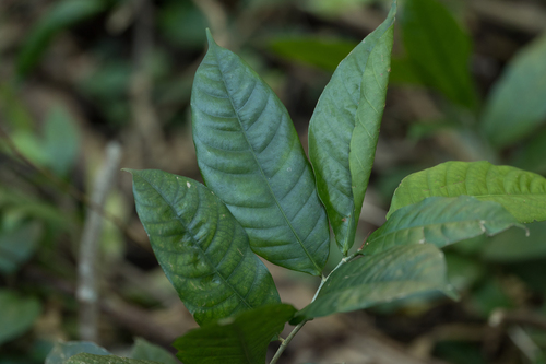 Ficus subulata observed 2025-10-01