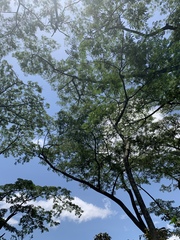 Albizia adianthifolia adianthifolia