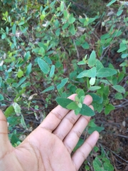 Guardiola platyphylla