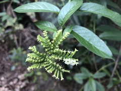 Heliotropium sarmentosum