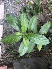 Heliotropium sarmentosum