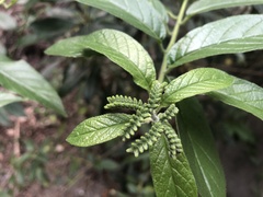 Heliotropium sarmentosum