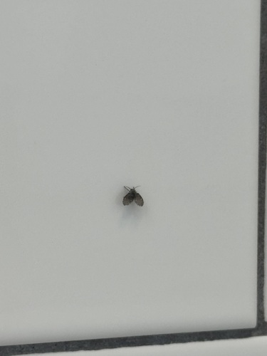 Unknown species found near Franklin-Rosemary Historic District, Chapel Hill, NC 27514, USA