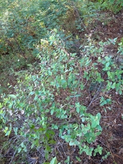 Guardiola platyphylla