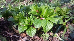 Scopolia carniolica