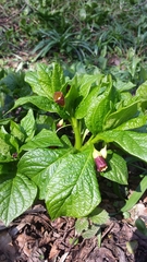 Scopolia carniolica