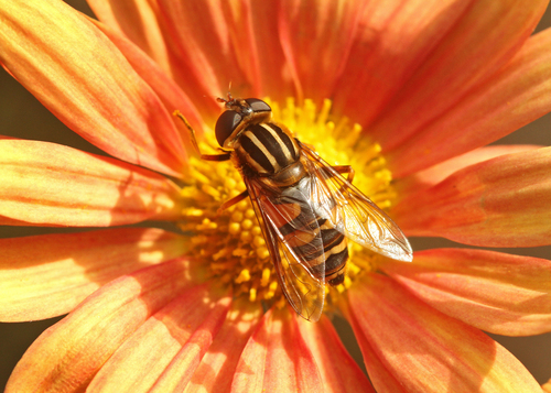 Unknown species found near Delaware County, PA, USA