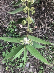 Callicarpa pilosissima