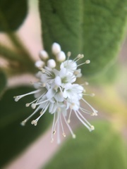 Callicarpa pilosissima